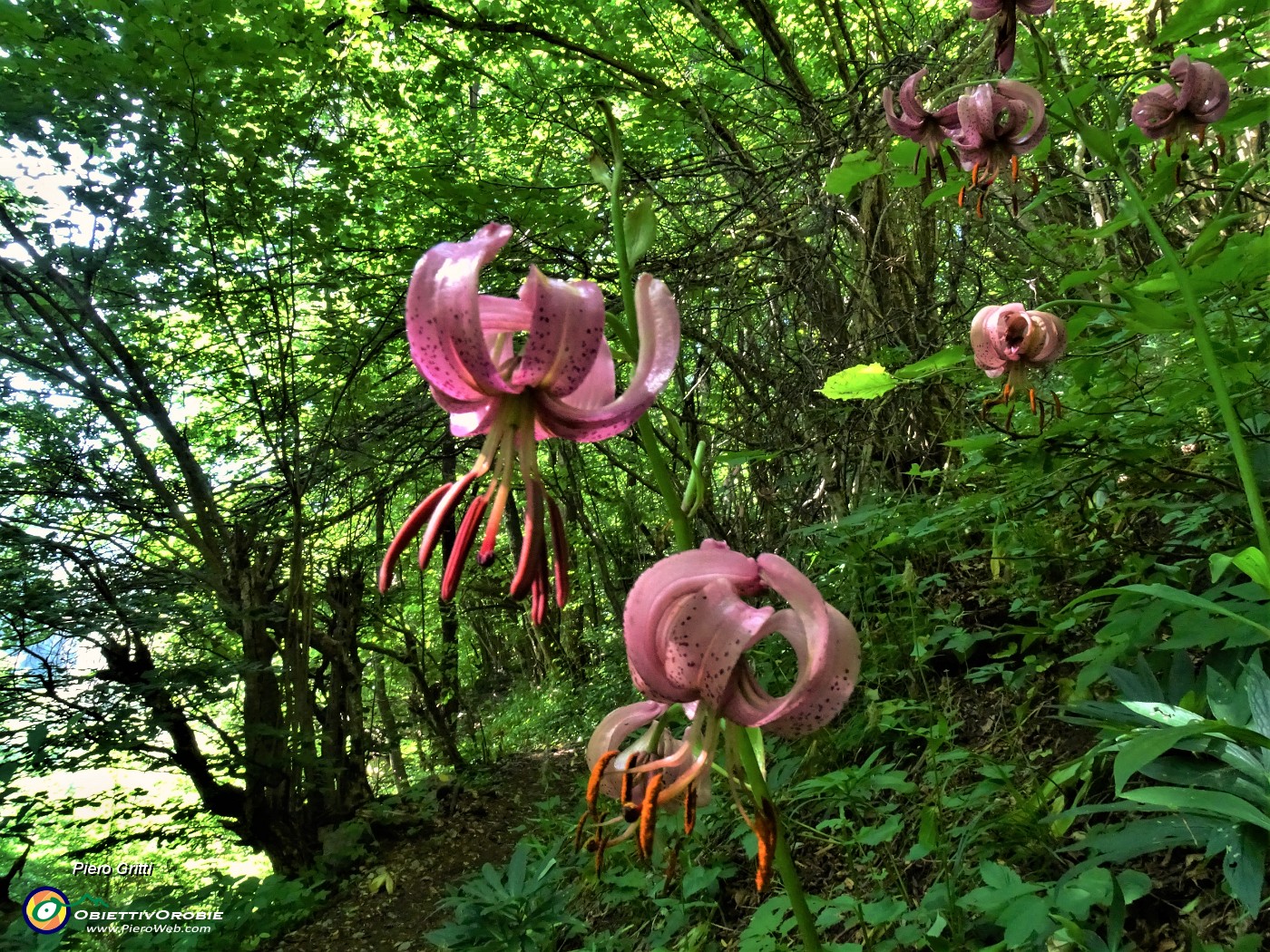 26  Lilium martagon (Giglio martagone).JPG